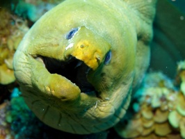 IMG 4039 Green Moray